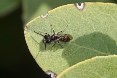Derandrena