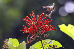 Isertia coccinea