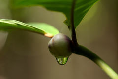 Palicourea apoda