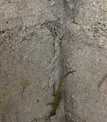 Anolis distichus