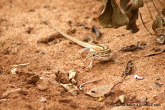 Meroles squamulosus