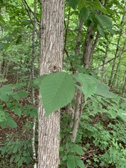 Ostrya virginiana image