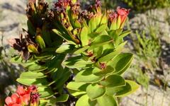 Lobostemon sanguineus