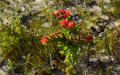 Lobostemon sanguineus
