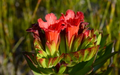 Lobostemon sanguineus