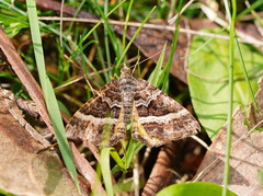 Chrysolarentia vicissata