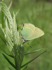 Vicia amoena