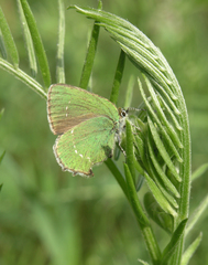 Vicia amoena