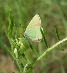 Vicia amoena