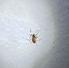 Ostearius melanopygius