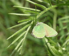 Vicia amoena