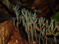 Phaeoclavulina cyanocephala