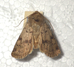 Epipsilia grisescens