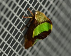 Smilia fasciata