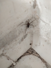 Loxosceles amazonica