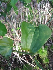 Smilax bona-nox image