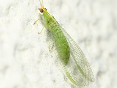 Chrysopodes collaris