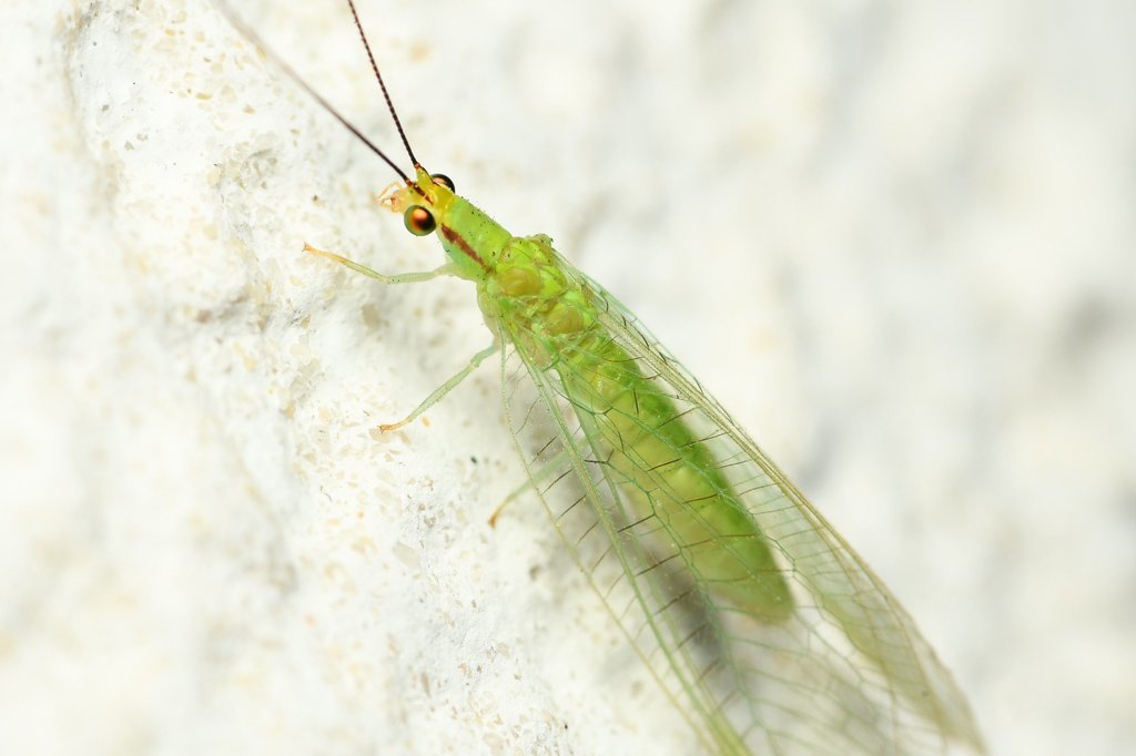 Ceraeochrysa claveri