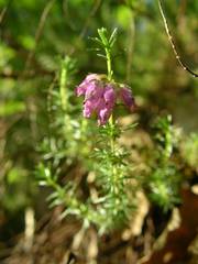 Erica cinerea