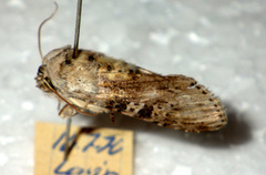 Cucullia absinthii