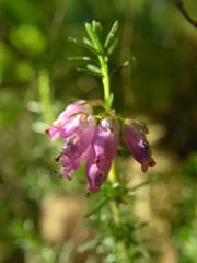 Erica cinerea
