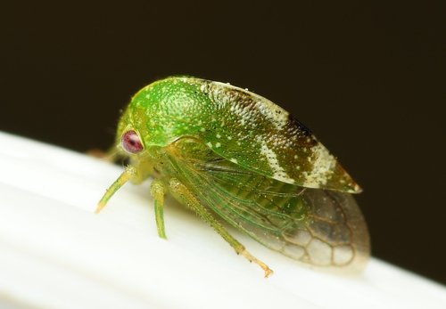 Cyrtolobus dixianus photo 2