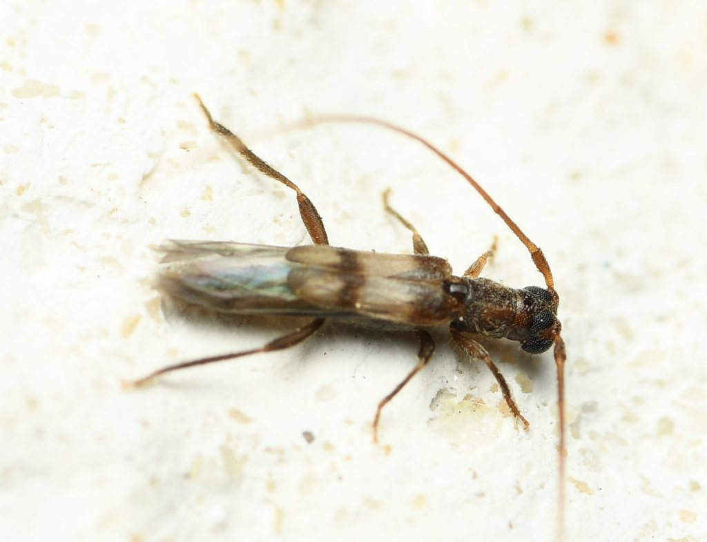 Methia necydalea