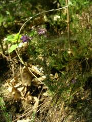 Erica cinerea