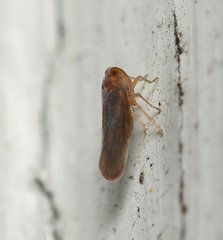 Omolicna