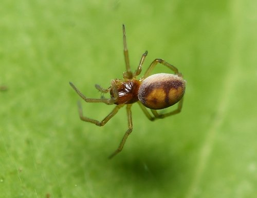 Dictynidae image