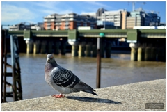 Columba livia domestica