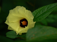 Azanza lampas