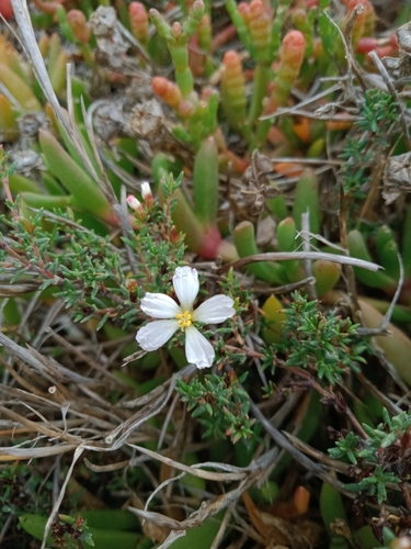 Image of Frankenia pauciflora by (c) Nina Kerr, some rights reserved (CC BY)