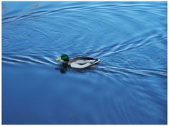 Anas platyrhynchos