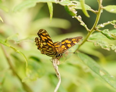 Oreixenica kershawi