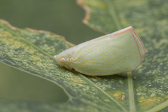 Sanurus
