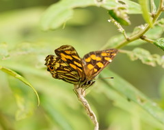 Oreixenica kershawi