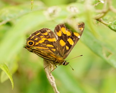 Oreixenica kershawi