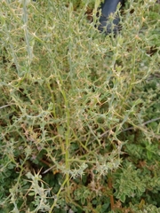 Sclerolaena muricata