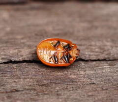 Paropsisterna aequalis