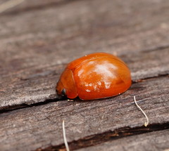 Paropsisterna aequalis