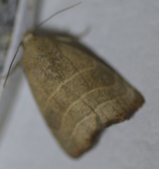 Bagisara rectifascia