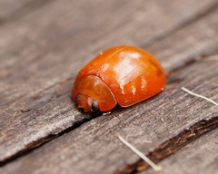 Paropsisterna aequalis