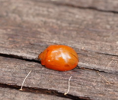 Paropsisterna aequalis