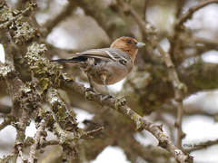 Melaniparus fringillinus