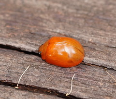 Paropsisterna aequalis