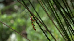 Dicamptus fuscicornis