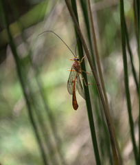 Dicamptus fuscicornis