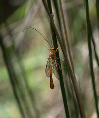 Dicamptus fuscicornis