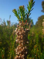 Erica vagans